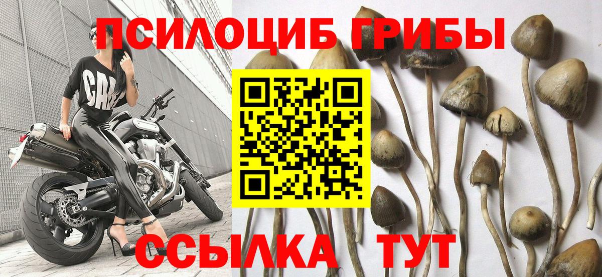 Кохма  Псилоцибиновые грибы мицелий  Вход с VPN 